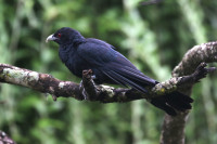 Tiss National Garden